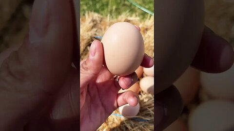 EGGS! #fresheggs #farmlife #eggs #farmtotable #homestead #chickens #backyardchickens #happy #home