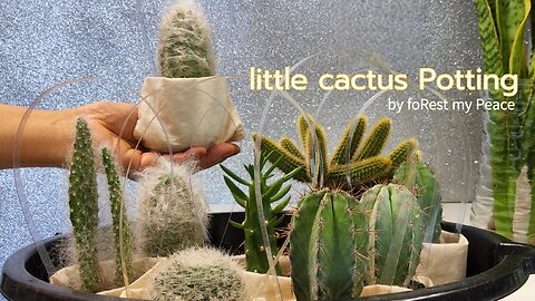 Easy way to arrange the little cactuses for easy care