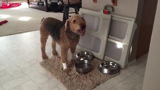 Dog "eats" a bowl of water?!