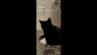 Time-lapse of my cats being home alone