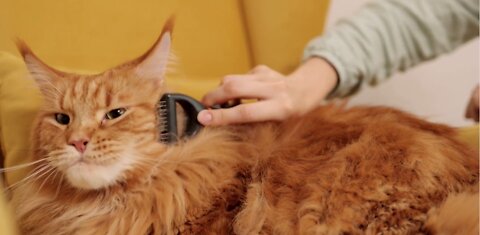 Cute cat getting hairs combed