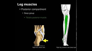 Posterior compartment leg muscles