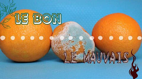 Tester le fruit de la semence semée | KJVM en français