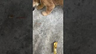 The dog's first time eating crispy shrimp❤️❤️