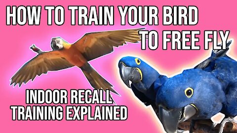 HOW TO TRAIN YOUR BIRD TO FREE FLY! STEP BY STEP
