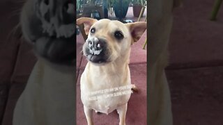 Put Whipped Cream On Dog Nose and Record Video In Slow Motion