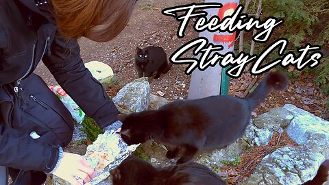 Feeding Stray Cats 😺 Homeless Cats Eat Chicken - TNR