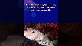 Top 5 most dangerous sea creatures