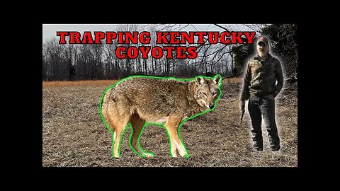 Coyote Trapping Ep.10 Where are they at Pre-breeding season? #coyotes #trapping