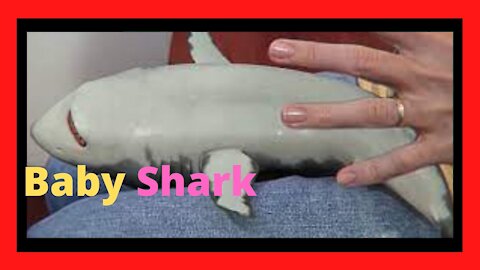 The happiest baby shark in the world! Very cute!