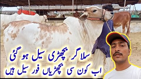 Premium Cholistani Nukraa Ablak Bacche for Sale | Alkhaleej Farm Cattle Farming: Latest 2024 Updates