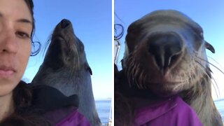 Wild seal jumps on boat to smile for the camera