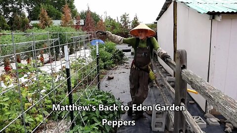 Matthew's Back to Eden Garden - Peppers - L2Survive with Thatnub