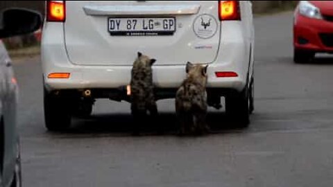 Hyæner vil gerne spise bil