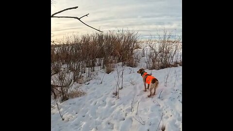 Colorado Pheasant Hunt | This bird runs.