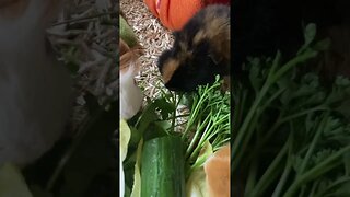 Hungry Guinea pigs devour fresh greens 🥬