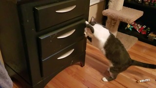 Determined Kitty Learns How To Open Cabinet Drawers