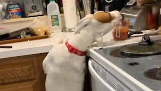 Sneaky doggo slyly steals sauce