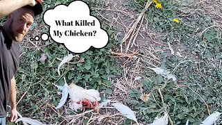 What Killed My Chicken?
