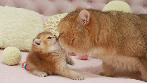 Kitty Cola meets her dad William | So Cute | British Shorthair