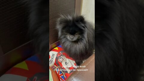 #shorts Смешные Собаки Из Тик Тока 165 Funny Dogs From Tiktok