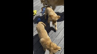 3/22/2022 - Pups playing