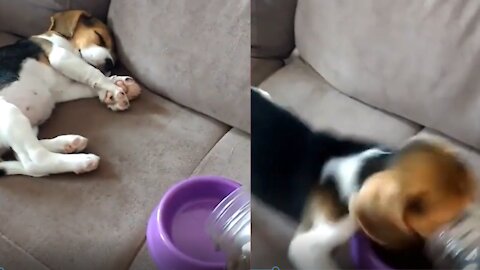 Puppy wakes up immediately after opening bag of food