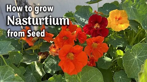 How to Grow Nasturtium from Seed in Pots | An Easy Planting Guide