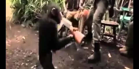 Ape With AK-47 (Gun)