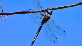 IECV NV #61 - 👀 Blue Dragonfly On A Tree Branch 7-14-2014