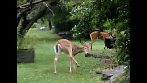 Young Buck and Doe White Tailed Deer Shake off the rain while they eat Apples