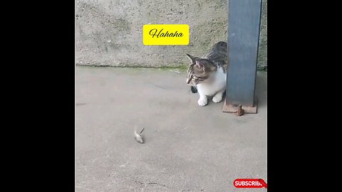 Cat and rats very funniest🤣🤣 amazing video