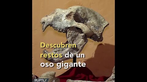 Descubren fósil de oso gigante | Sabías que...