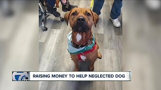 Niagara SPCA raising funds for surgery to help shelter dog