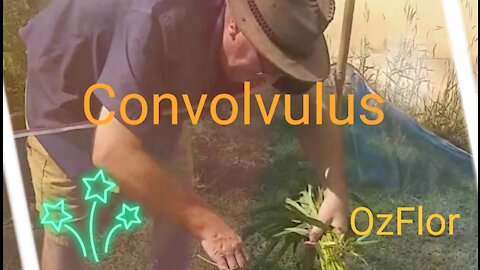 Pickup organic Chinese Convolvulus for the first time to eat (lockdown in Thailand)