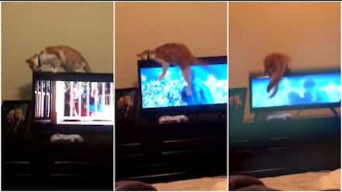 Gatto perde l'equilibrio e rompe la TV