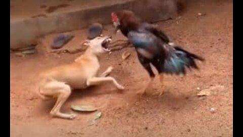 Chicken VS Dog Fight - Funny Dog Fight Videos