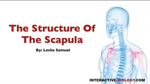075 The Structure Of The Scapula