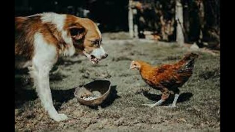 Funny Chicken Fighting a Dog