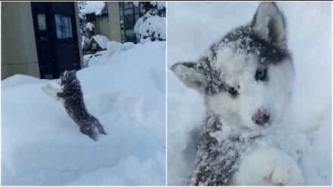 Huskynpentu rakastaa leikkiä lumessa!