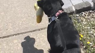 Dog takes favorite toy with her on walk