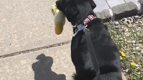 Dog takes favorite toy with her on walk