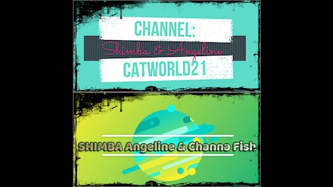 Shimba Angeline And Channa Fish