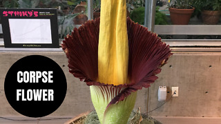 Rare corpse flower which smells like rotting flesh has attracted swarms of visitors