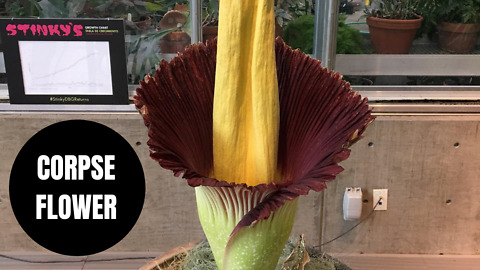 Rare corpse flower which smells like rotting flesh has attracted swarms of visitors