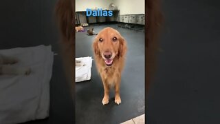 [Shorts 0144] DALLAS [#dogs #doggos #doggos #puppies #dogdaycare]