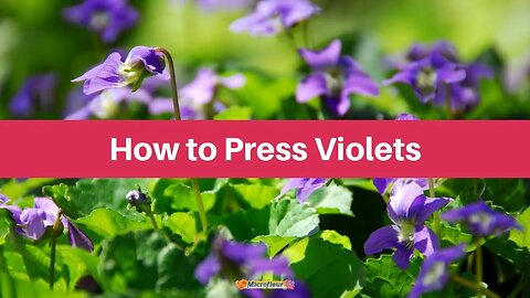 How to Press: Violets