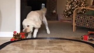Goldendoodle is definitely not a fan of the Christmas train