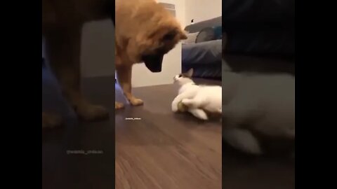 Funny cat shows dog whos boss video #funnycatanddog #funnycat #shorts