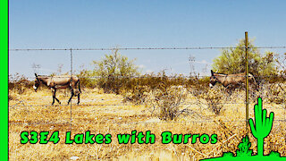 Wild Burros at Lake Pleasant